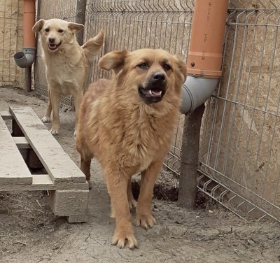 Tanuka - NOTFALL, Mix - Hündin