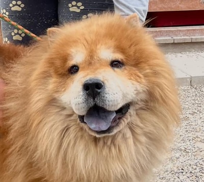 Taowu, Chow Chow - Rüde