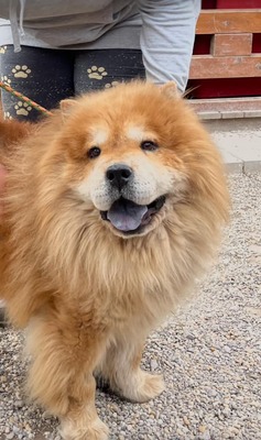 Taowu, Chow Chow - Rüde