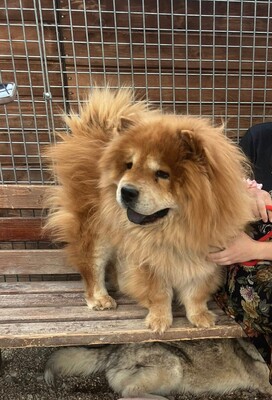 Taowu, Chow Chow - Rüde