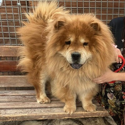 Taowu, Chow Chow - Rüde