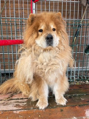 Taowu, Chow Chow - Rüde