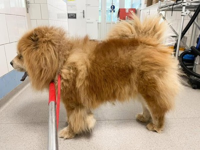 Taowu, Chow Chow - Rüde