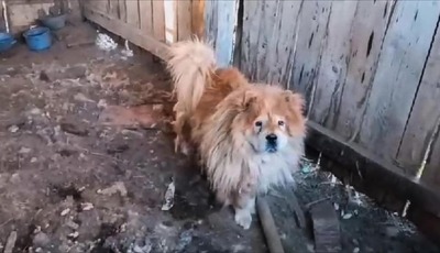 Taowu, Chow Chow - Rüde