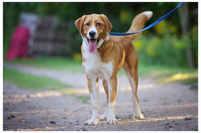 Tapi, BernhardinerMischling Welpen - Rüde
