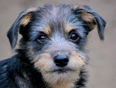 Tapi, Welpen - Rüde