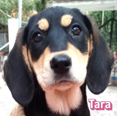 Tara, Bracke Welpen - Hündin
