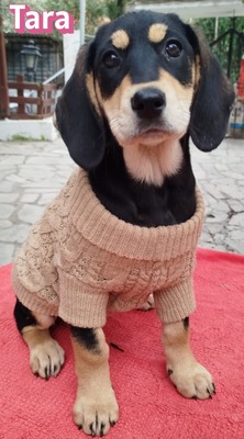 Tara, Bracke Welpen - Hündin