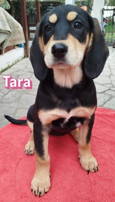 Tara, Bracke Welpen - Hündin