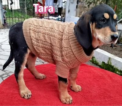 Tara, Bracke Welpen - Hündin