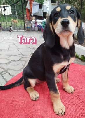 Tara, Bracke Welpen - Hündin