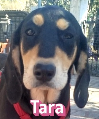 Tara