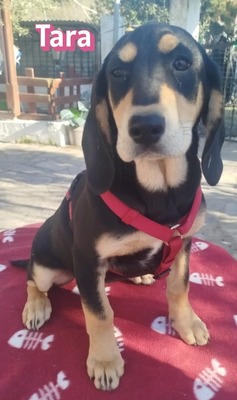 Tara, Bracke Welpen - Hündin