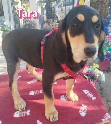 Tara, Bracke Welpen - Hündin