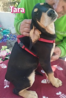 Tara, Bracke Welpen - Hündin