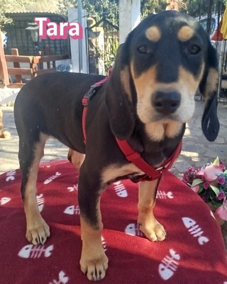 Tara, Bracke Welpen - Hündin