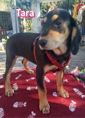 Tara, Bracke Welpen - Hündin