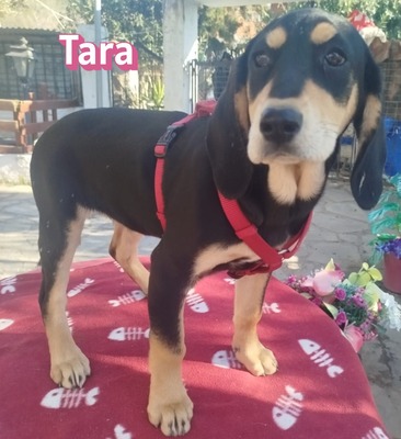 Tara, Bracke Welpen - Hündin