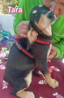 Tara, Bracke Welpen - Hündin