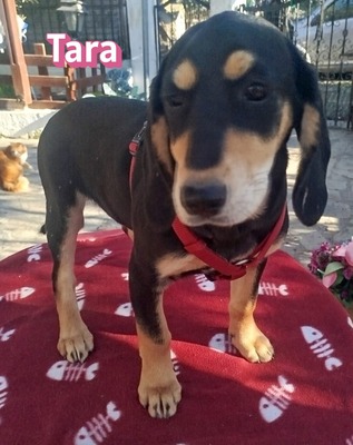 Tara, Bracke Welpen - Hündin