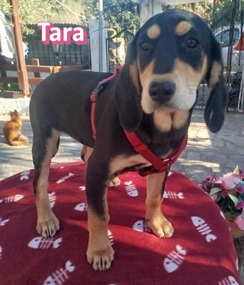 Tara, Bracke Welpen - Hündin