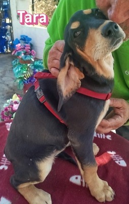 Tara, Bracke Welpen - Hündin