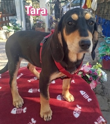 Tara, Bracke Welpen - Hündin