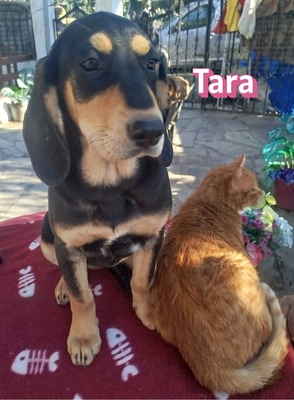 Tara, Bracke Welpen - Hündin