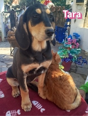 Tara, Bracke Welpen - Hündin