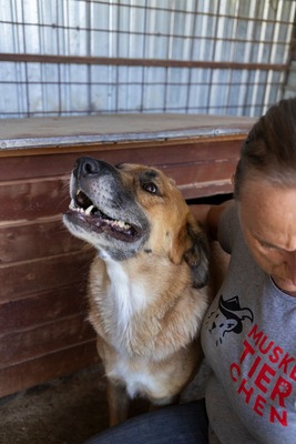 💛 Tara – Eine sanfte Seele sucht ihr Für-immer-Zuhause, Mischling - Hündin
