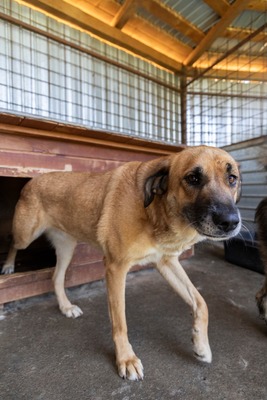 💛 Tara – Eine sanfte Seele sucht ihr Für-immer-Zuhause, Mischling - Hündin