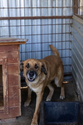 💛 Tara – Eine sanfte Seele sucht ihr Für-immer-Zuhause, Mischling - Hündin