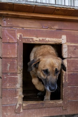 💛 Tara – Eine sanfte Seele sucht ihr Für-immer-Zuhause, Mischling - Hündin
