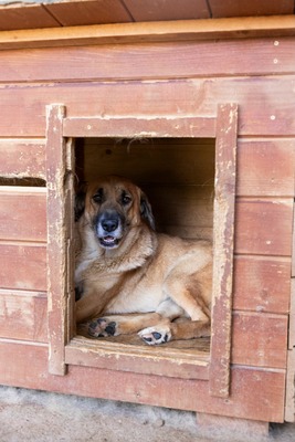 💛 Tara – Eine sanfte Seele sucht ihr Für-immer-Zuhause, Mischling - Hündin