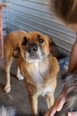 💛 Tara – Eine sanfte Seele sucht ihr Für-immer-Zuhause, Mischling - Hündin