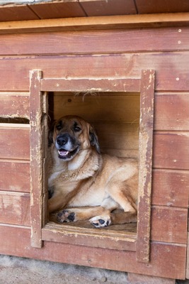 💛 Tara – Eine sanfte Seele sucht ihr Für-immer-Zuhause, Mischling - Hündin