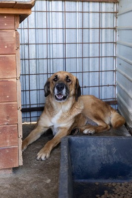 💛 Tara – Eine sanfte Seele sucht ihr Für-immer-Zuhause, Mischling - Hündin