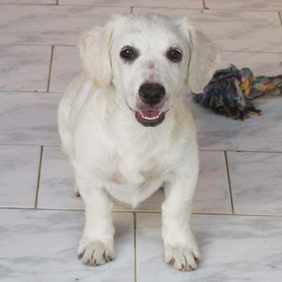 Tara, Mischling - Hündin