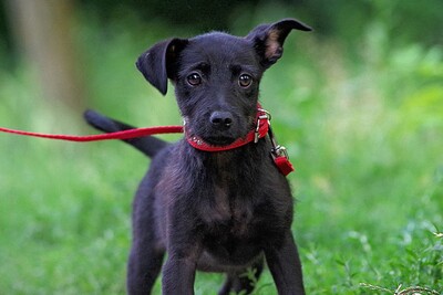 Tara, Mischling Welpen - Hündin