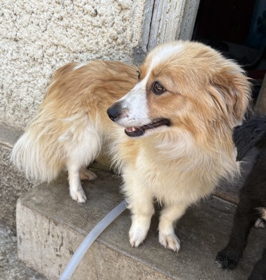 Tara, Mix - Hündin