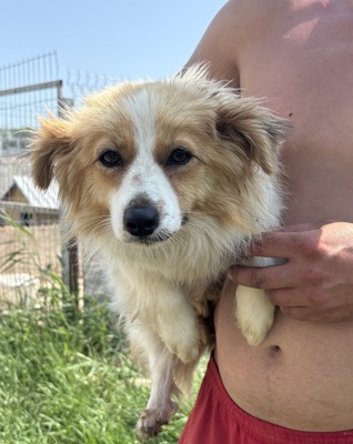 Tara, Mix - Hündin