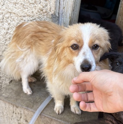 Tara, Mix - Hündin