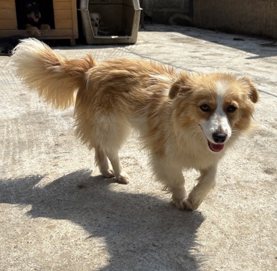 Tara, Mix - Hündin