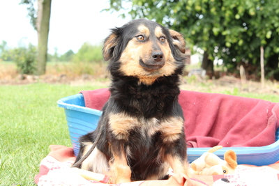 Tarana, Mischling - Hündin