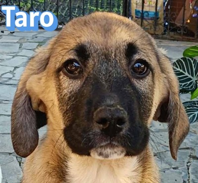 Taro, Bracke Welpen - Rüde