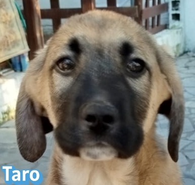 Taro, Bracke Welpen - Rüde