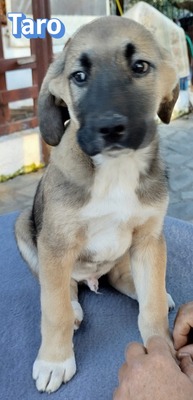 Taro, Bracke Welpen - Rüde