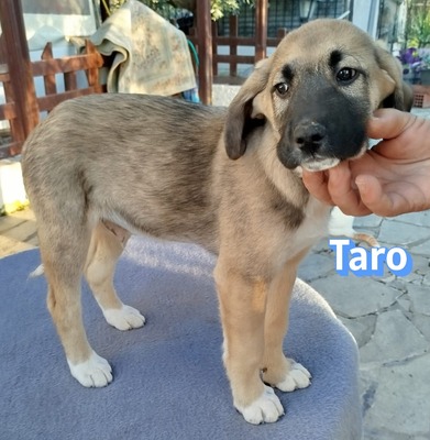 Taro, Bracke Welpen - Rüde