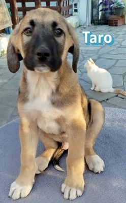 Taro, Bracke Welpen - Rüde