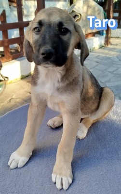 Taro, Bracke Welpen - Rüde